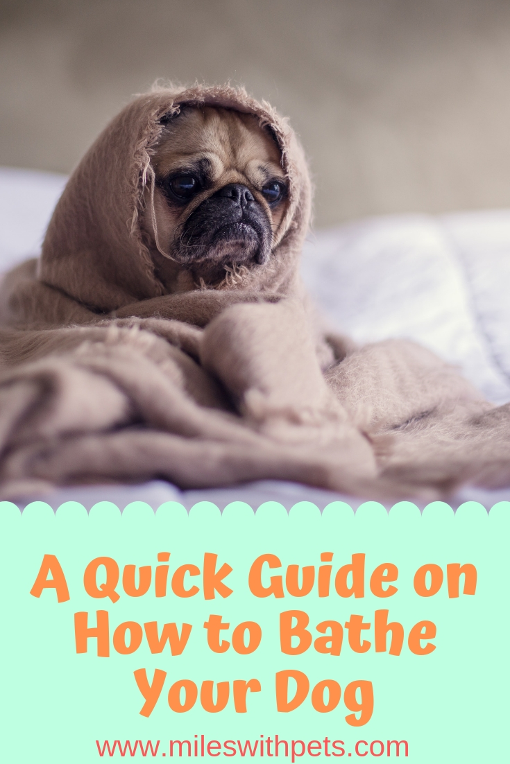 A Quick Guide on How to Bathe Your Dog