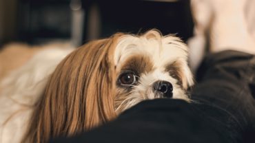 Coconut Oil known as a Super food for Dogs