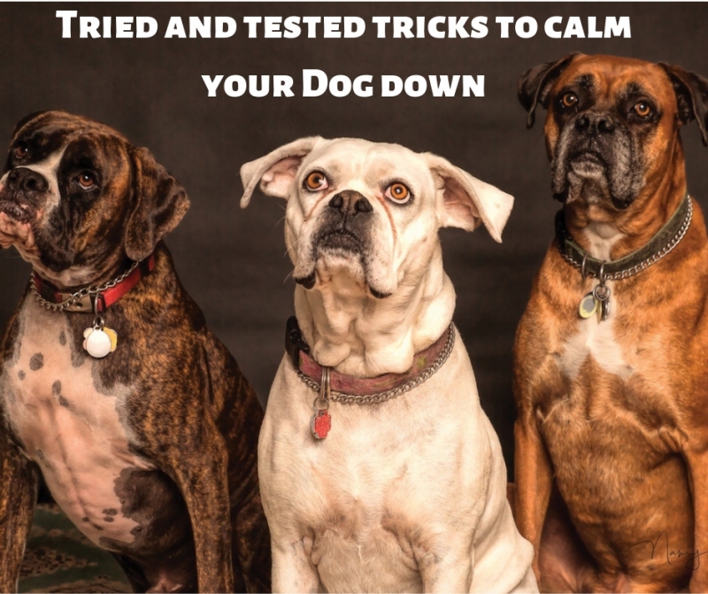 Tried and tested tricks to calm your Dog down