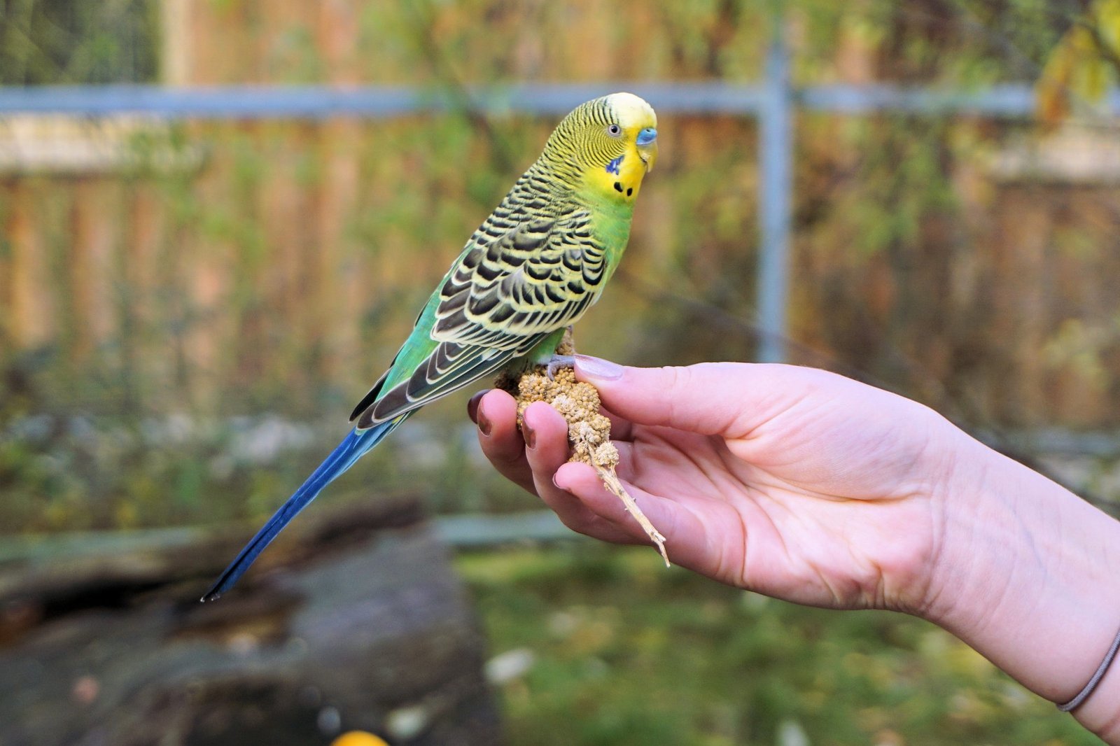 What are the birds that kids can keep? Read about the Best Pet Birds