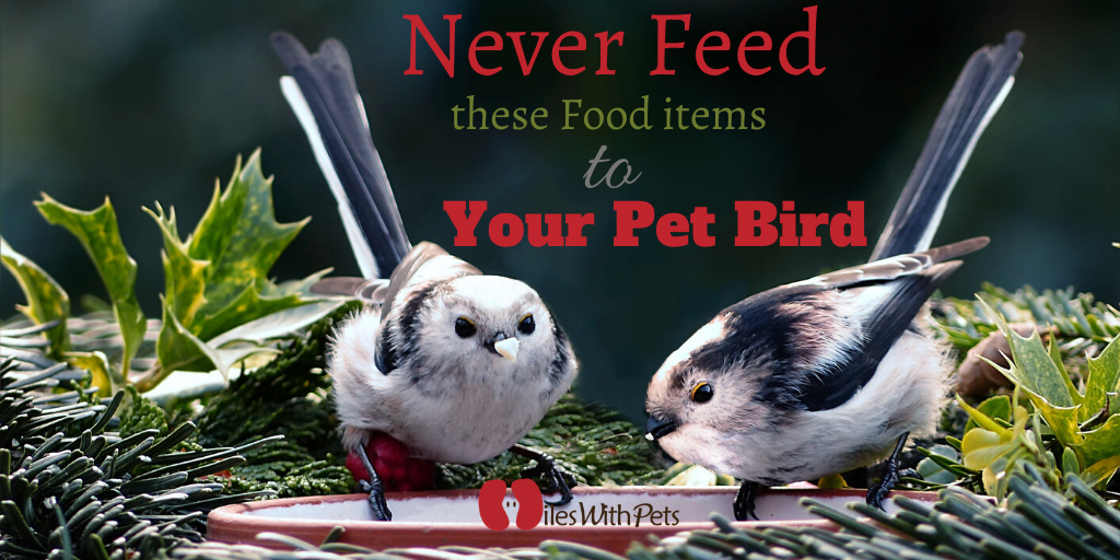 Feeding pet birds