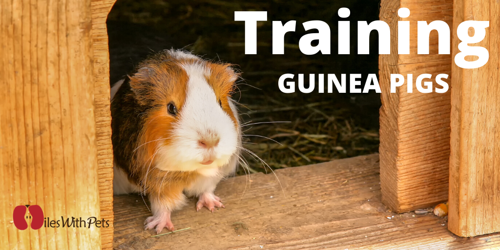 Training Guinea pigs