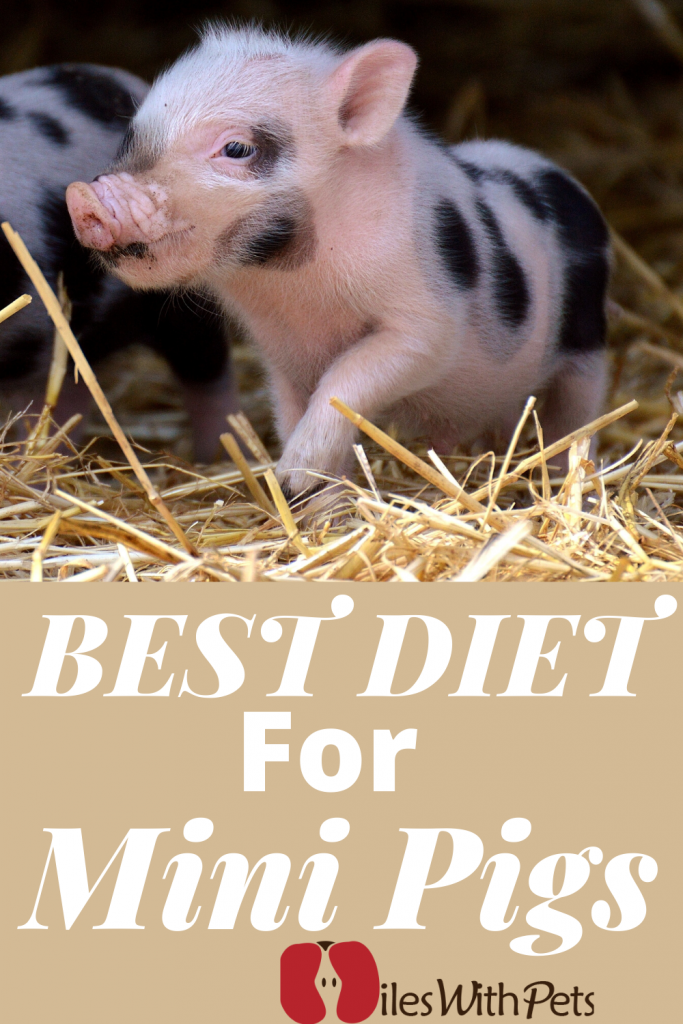 What is the Best Diet for Mini Pigs A Detailed Guide on Mini Pigs Food