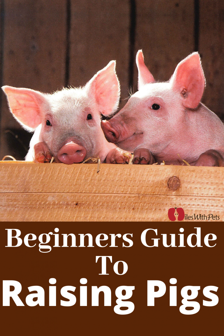 A Brief Guide to Raise Pigs for Beginners