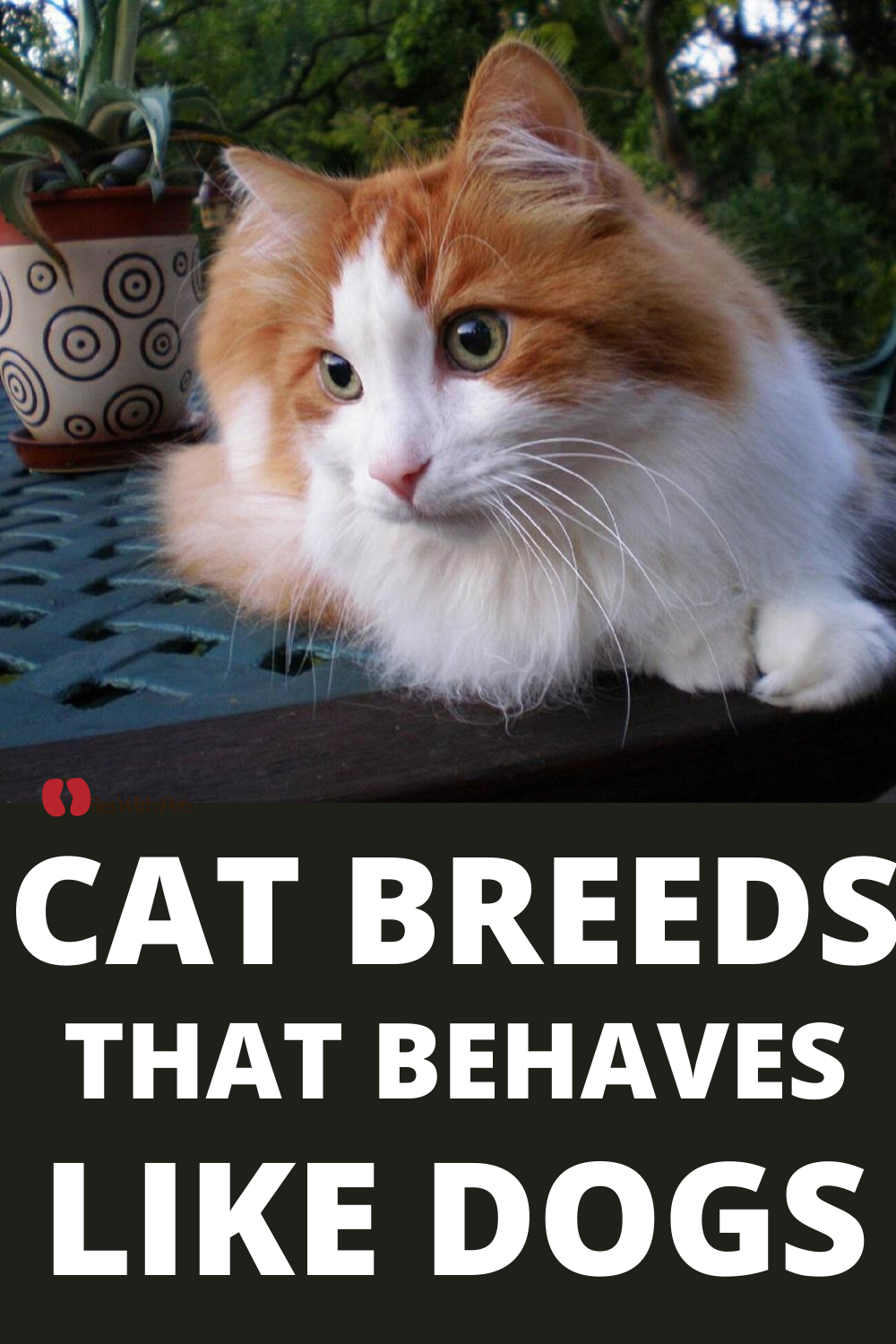 Cat Breeds That Behave Like a Dog