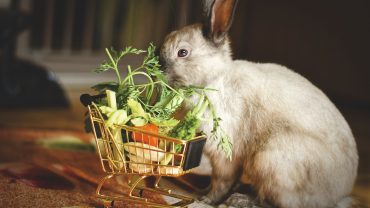 Caring for Rabbits