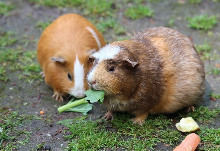 How to Feed a Guinea Pig? A Through Guide on Feeding Guinea Pig