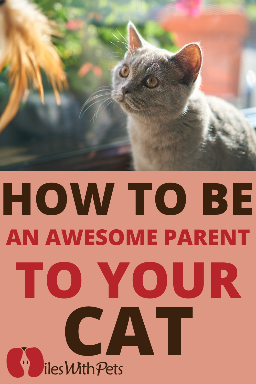 How to Be an Awesome Parent to your Cat