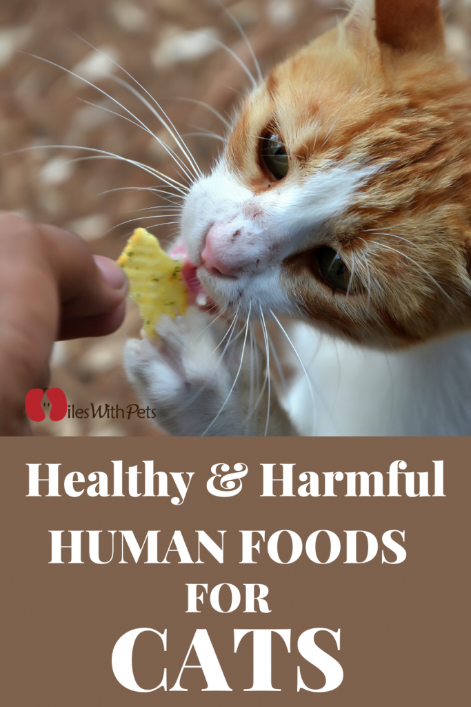 List of Healthy & Harmful Foods For Cat Miles with Pets