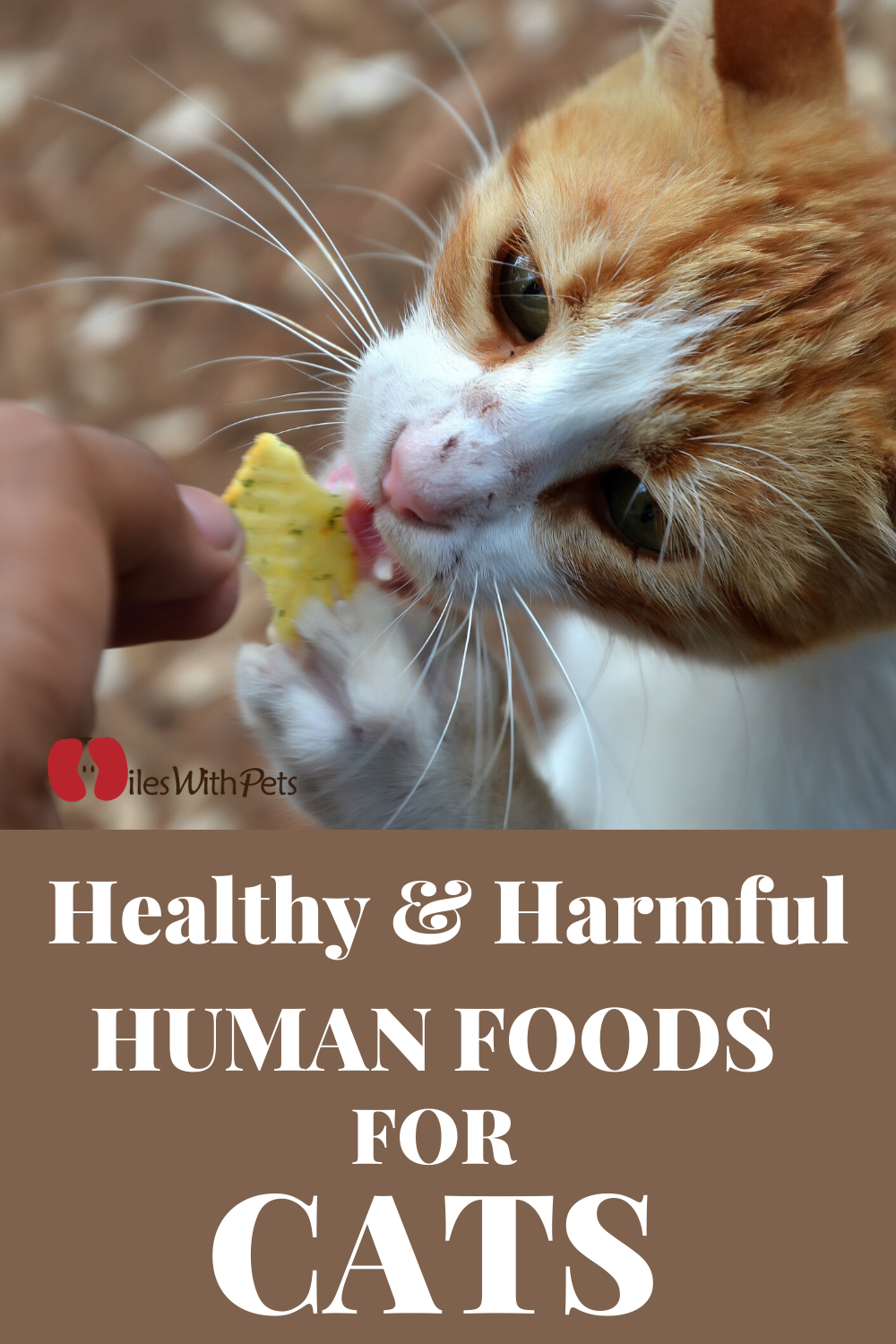 Healthy & Harmful Foods For Cat