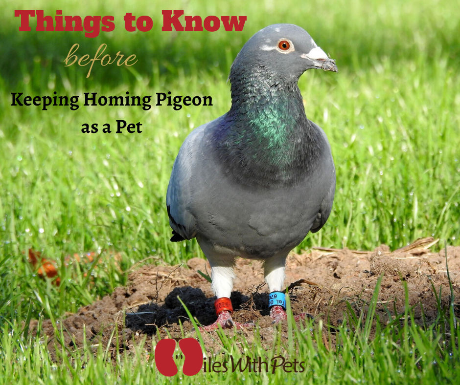 homing pigeon as a pet