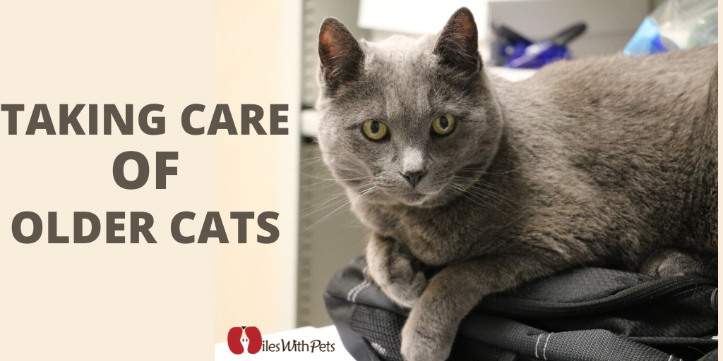 Taking Care of Senior Cats