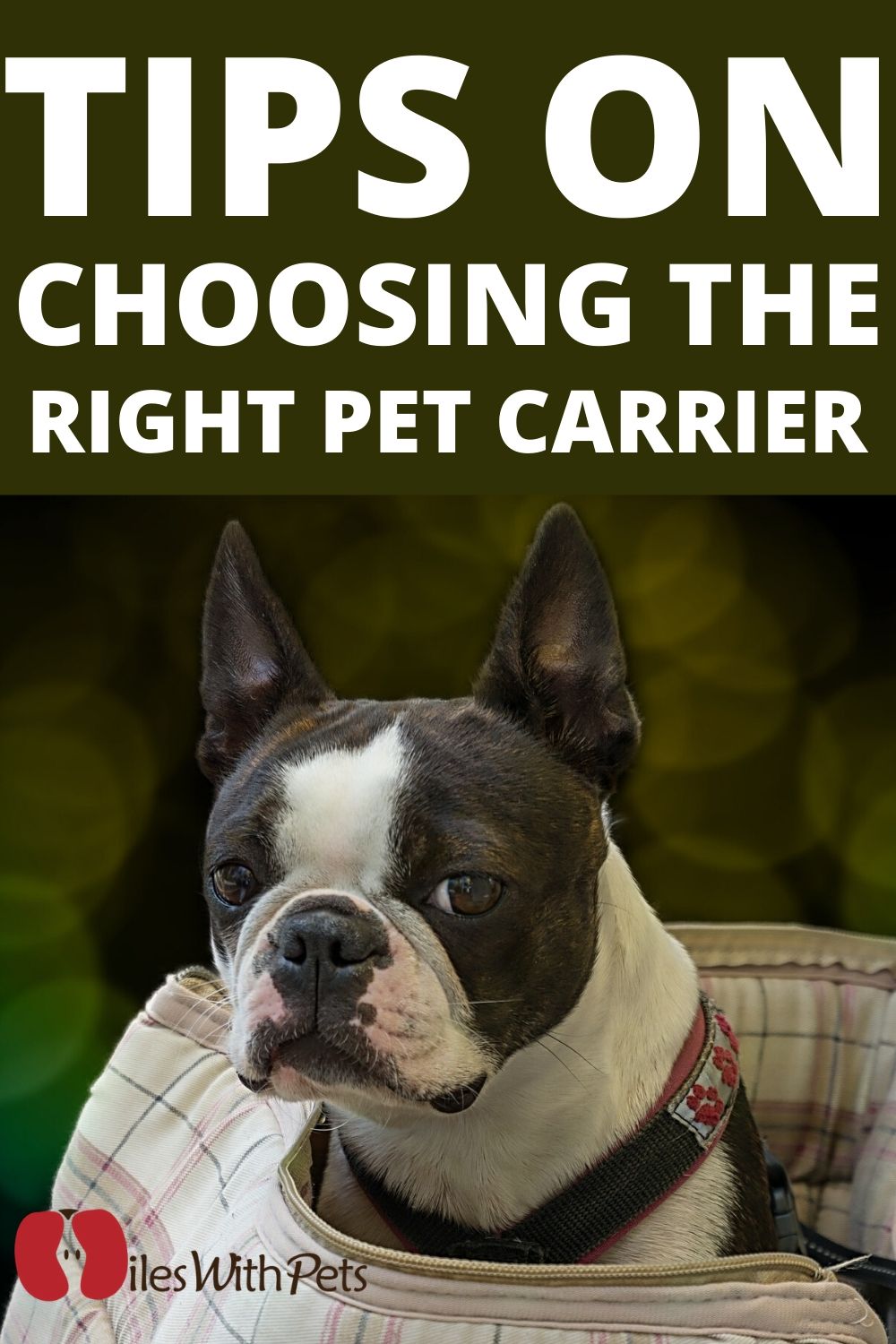 right pet carrier