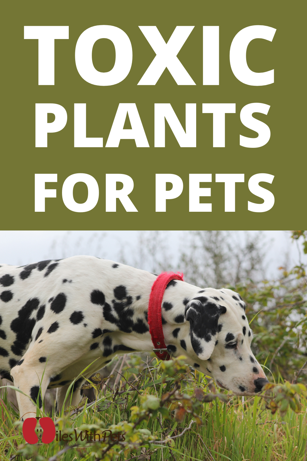 Toxic Plants for Pets