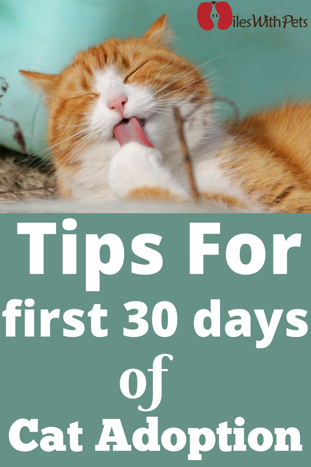 Tips for the First 30 Days of Cat Adoption