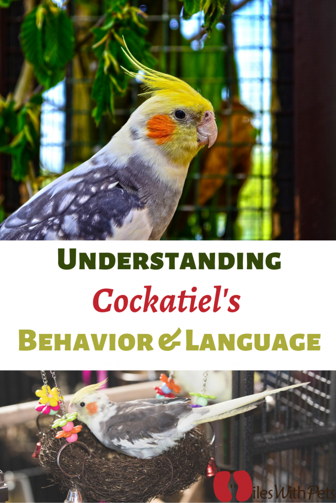Understanding Cockatiels Behavior & language Take a Peek into a