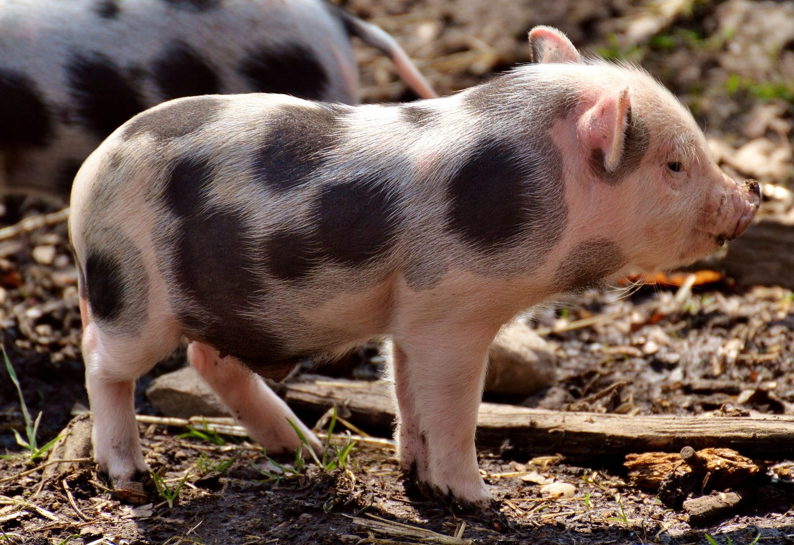 What is the Best Diet for Mini Pigs A Detailed Guide on Mini Pigs Food