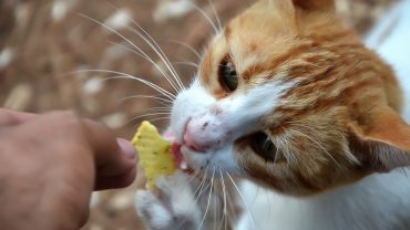Healthy & Harmful Foods For Cat