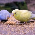 Diet for Parakeets or Budgerigars