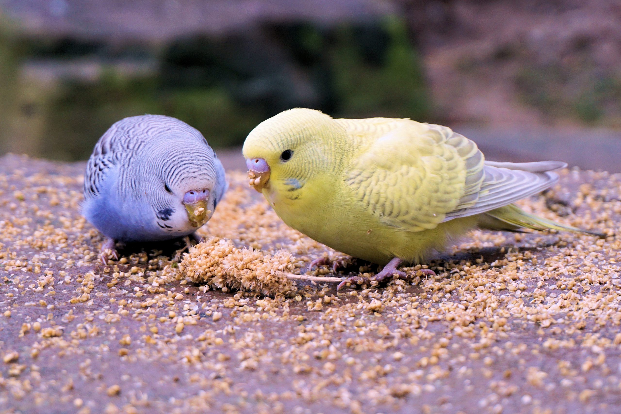 Diet for Parakeets or Budgerigars