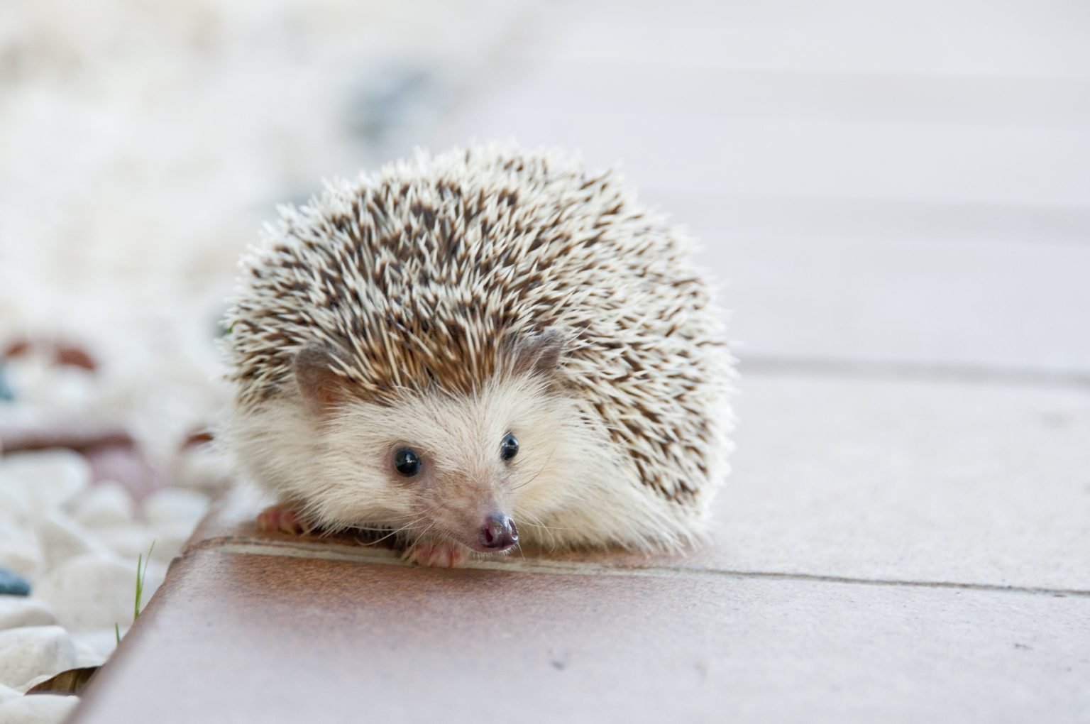 How to Keep an Amazing Hedgehog Pet