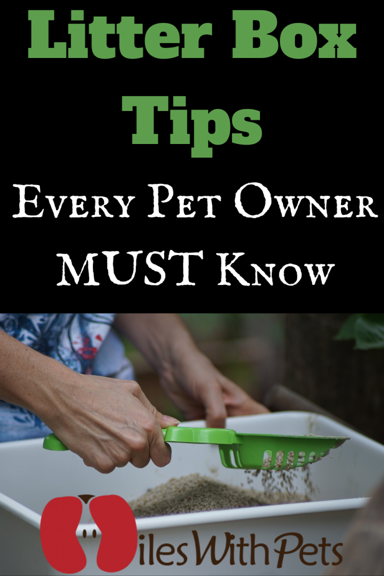Every Pet Owner Must know these Litter Box Tips that'll Make Handling