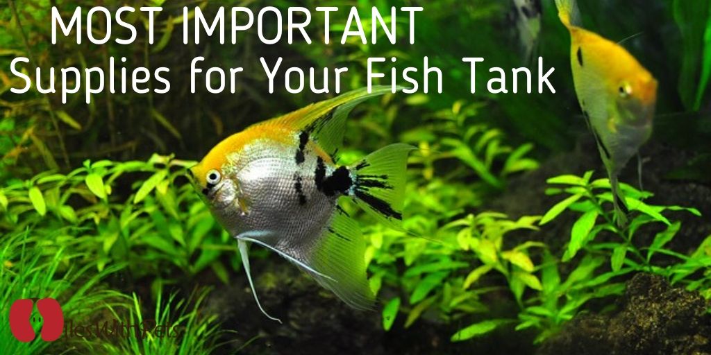 supplies for your fish tank