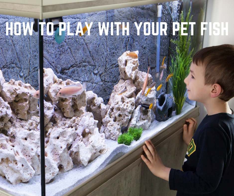how to play with your pet fishes