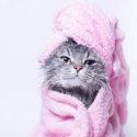 Grey cat wrapped in pink towel