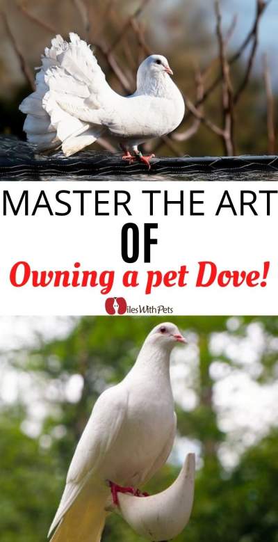 Collage of Pet dove with text in the middle