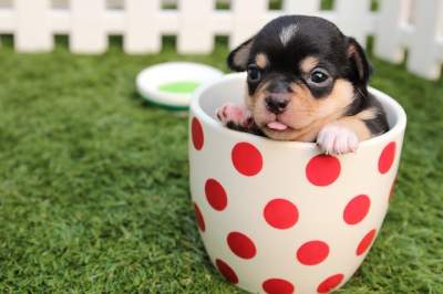A baby dog sitting in a small cup kept in green field