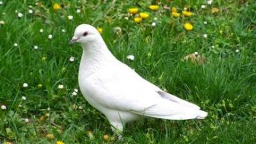 A Pet Dove in a green field