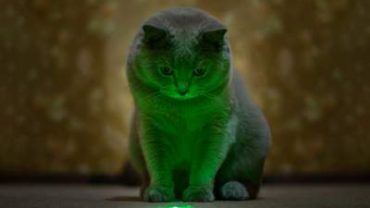 Grey Cat looking at green laser light