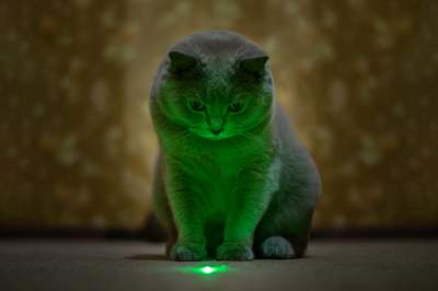Grey Cat looking at green laser light