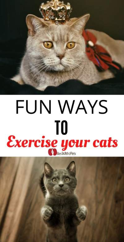Collage of Cat excercising and playing