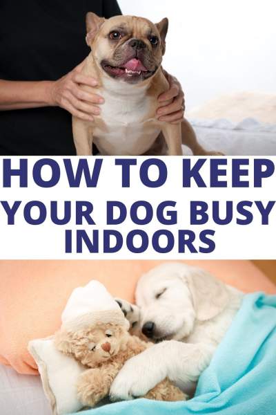 keep dogs busy at home