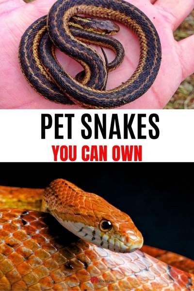 5 Pet Snakes you can own as a beginner