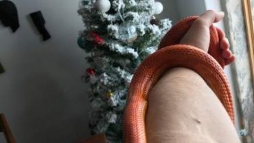 Snake wrapped in a hand pointed towards a christmas tree