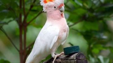 Cockatoo sitting on a branch with tree in the background