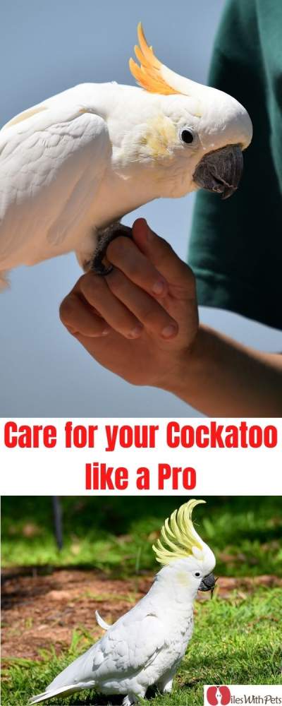 Collage of cockatoo with text in the middle