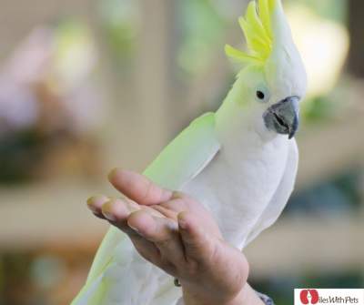 Cockatoo sitting on a hand