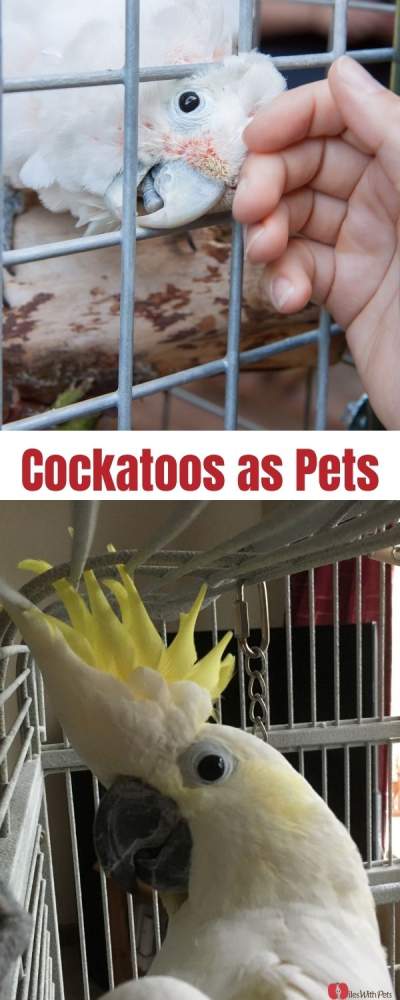 Collage of pet cockatoos