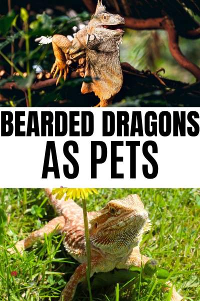 Get prepared for your first bearded dragon as pets