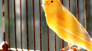 Yellow canary sitting on a branch in a cage