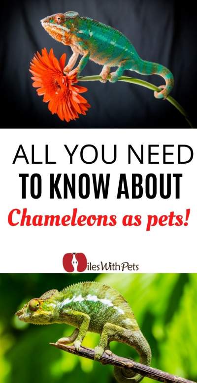 All you need to know about Chameleons as Pets