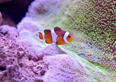 Clown fish in a fish tank