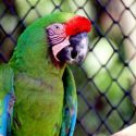 parrot with cage in the background