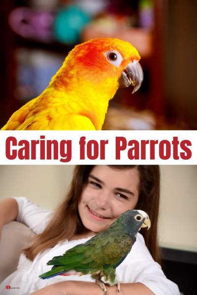 parrot on top with text on the center and bottom image of a girl with parrot on her wrist
