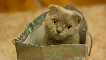 Cat hiding in a bag