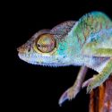 Care for your pet chameleon